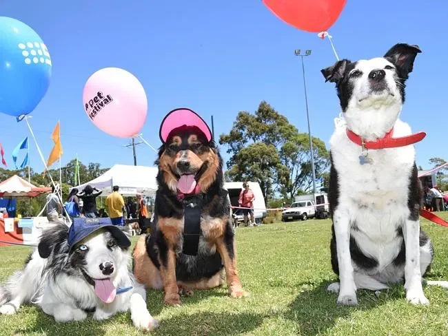 Dog Lovers Festival (Úc, bao gồm Brisbane) – Ngày hội kết nối những trái tim yêu chó