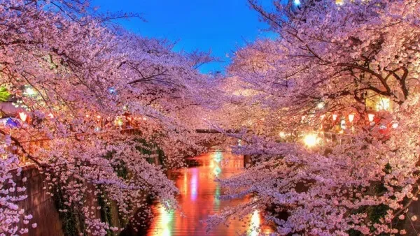 Hanami (Lễ hội ngắm hoa anh đào) - Cả nước (Cuối tháng 3 đến đầu tháng 5)