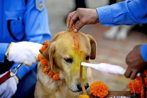 Kukur Tihar (Nepal) – Lễ hội của những chú chó