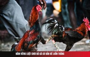 Nắm Vững Luật Chơi Đá Gà Cơ Bản Để Luôn Thắng